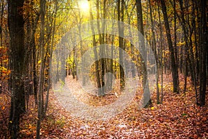 Fallen leaves and fall foliage lit by sunset sunbeams in New Jersey