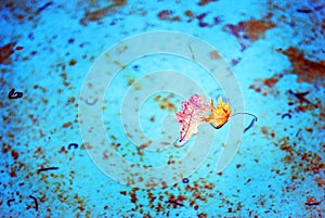 Fallen leaves float on blue water surface.