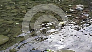 Fallen leaves floating on clear river surface