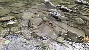 Fallen leaves floating on clear river surface