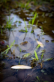 Fallen leaves floating in flooded grass