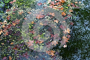 Fallen leaves floating in a pond in autumn photo