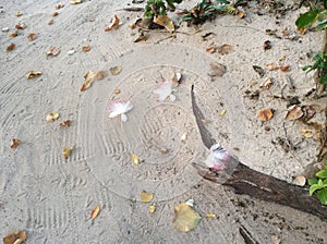 Fallen leaves and flowers of a tropical tree on the sand of Beachcomber island in the Pacific ocean