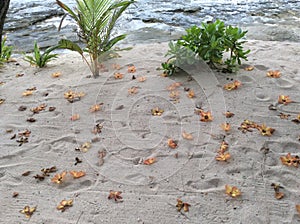 Fallen leaves and flowers of a tropical tree on the sand of Beachcomber island in the Pacific ocean