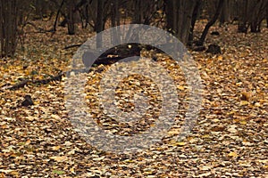 Fallen leaves in forest