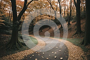 Fallen leaves on a forest path at dusk