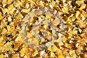 Fallen leaves of ginkgo biloba