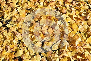 Fallen leaves of ginkgo biloba