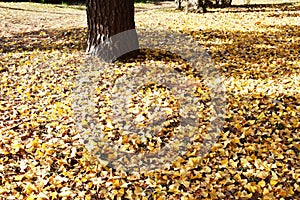 Fallen leaves of ginkgo biloba