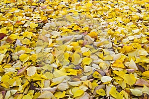 Fallen leaves. Golden autumn. Autumn maple leaves in the Park. The background of yellow leaves