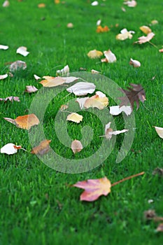 Fallen Leaves on Grass