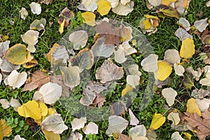 Fallen leaves on the grass in autumn