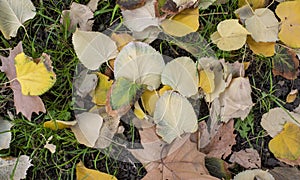 Fallen leaves on the grass in autumn