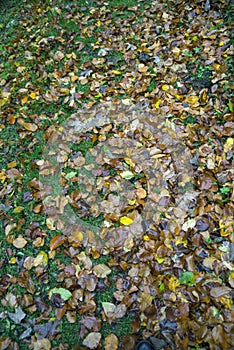 Fallen leaves in the grass