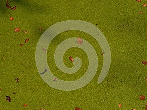 Fallen leaves on green algae covered pond