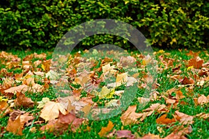 Fallen leaves on the green grass