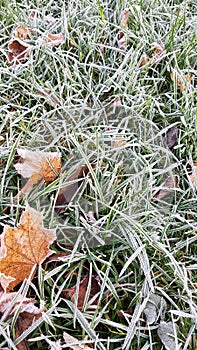 Fallen leaves on green grass with white frost, abstract natural background. Frozen foliage on the ground. First frost. . Freezing