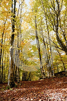 Fallen leaves on the ground