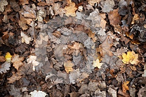 Fallen leaves on the ground in the forest. Autumn background.