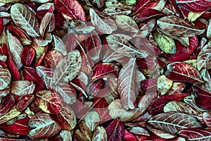 Fallen leaves of lagerstroemia indica background - amazing autumn background - dark red tint