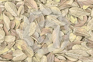 Fallen leaves of lagerstroemia indica background - amazing autumn background - light yellow tint