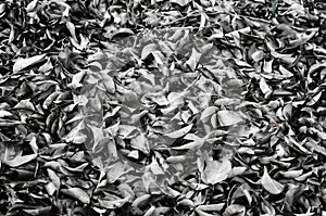 Fallen leaves laying on the ground.