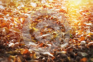 Fallen leaves, leaves on ground in forest lit by sun-lit in late afternoon