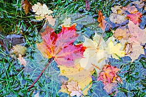 Fallen leaves lie in a puddle