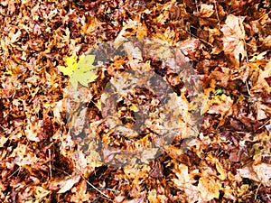 Fallen leaves at national park