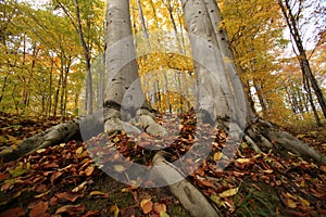 Fallen leaves in the November forest Poland