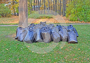 Fallen leaves in plastic bags near trunk of old maple in park