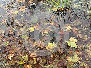 Fallen leaves in the pond autumn time