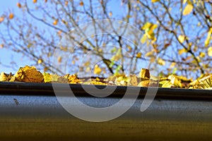Fallen leaves in the rain gutter to autumn.