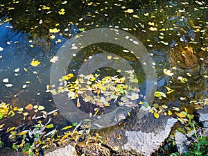 fallen leaves in river in urban park