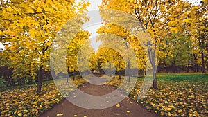 Fallen leaves on road in the forest, autumn landscape, nature trail