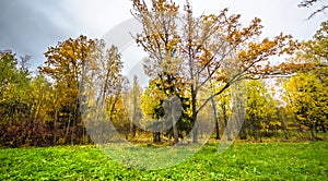 Fallen leaves on road in the forest, autumn landscape, nature trail, river in the park