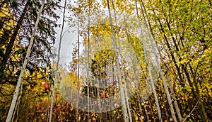 Fallen leaves on road in the forest, autumn landscape, nature trail, river in the park