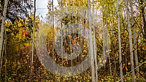 Fallen leaves on road in the forest, autumn landscape, nature trail, river in the park