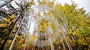 Fallen leaves on road in the forest, autumn landscape, nature trail, river in the park