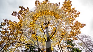 Fallen leaves on road in the forest, autumn landscape, nature trail, river in the park