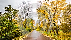 Fallen leaves on road in the forest, autumn landscape, nature trail, river in the park