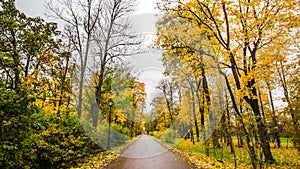 Fallen leaves on road in the forest, autumn landscape, nature trail, river in the park