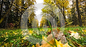 Fallen leaves on road in the forest, autumn landscape, nature trail, river in the park