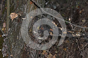Fallen leaves on the spider web of an old tree in the forest