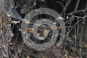 Fallen leaves on the spider web of an old tree in the forest