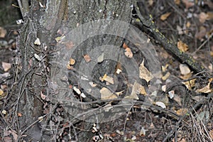 Fallen leaves on the spider web of an old tree in the forest