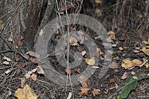 Fallen leaves on the spider web of an old tree in the forest