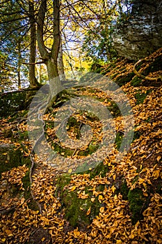 Fallen leaves on a steep hillside on a trail in Gunpowder Falls