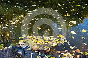 fallen leaves on surface of water in pond in park