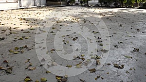 Fallen Leaves on Tiled Courtyard in Dehradun City, Uttarakhand, India